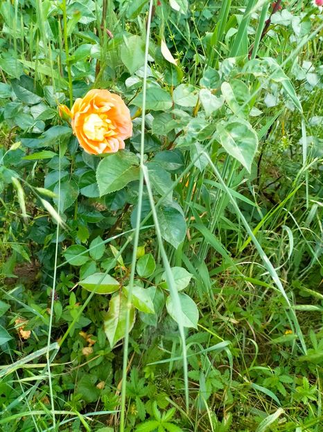 IMG20230608171719 - Iunie 2023