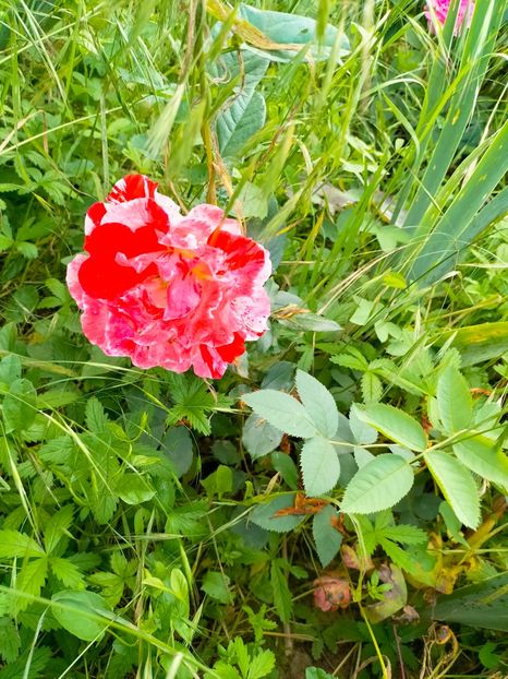 IMG20230608171634 - Iunie 2023