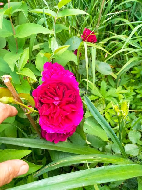 IMG20230608171536 - Iunie 2023