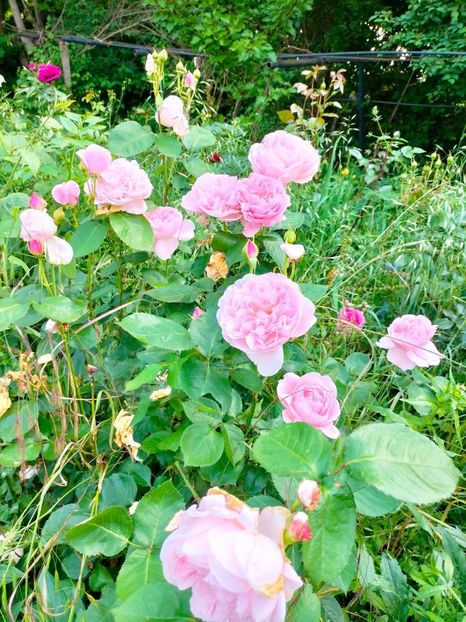 IMG20230608172219 - Iunie 2023