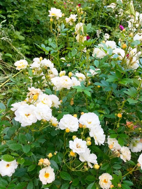 IMG20230608170951 - Iunie 2023