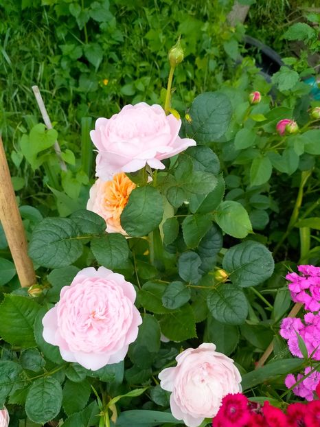 IMG20230608171431 - Iunie 2023