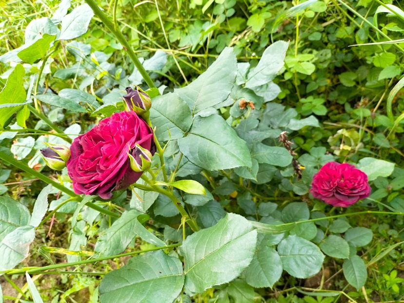 IMG20230608171827 - Iunie 2023