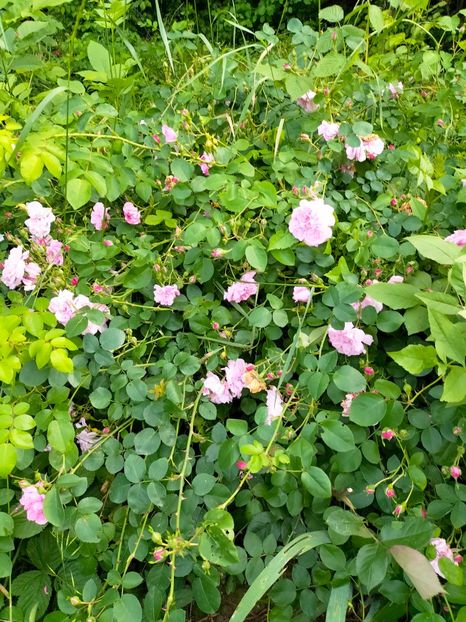 IMG20230608171725 - Iunie 2023