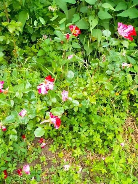 IMG20230608171244 - Iunie 2023