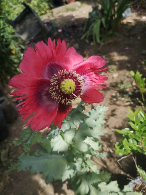  - Gradina flori