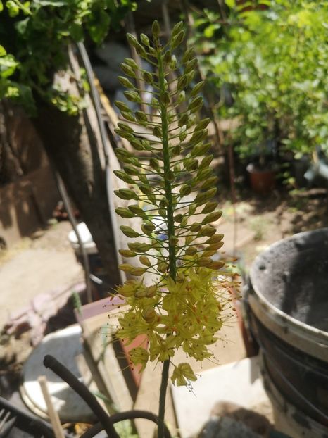 eremurus galben - Gradina flori