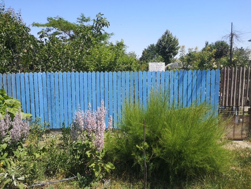  - Gradina flori