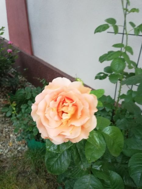  - Gradina vara 2023