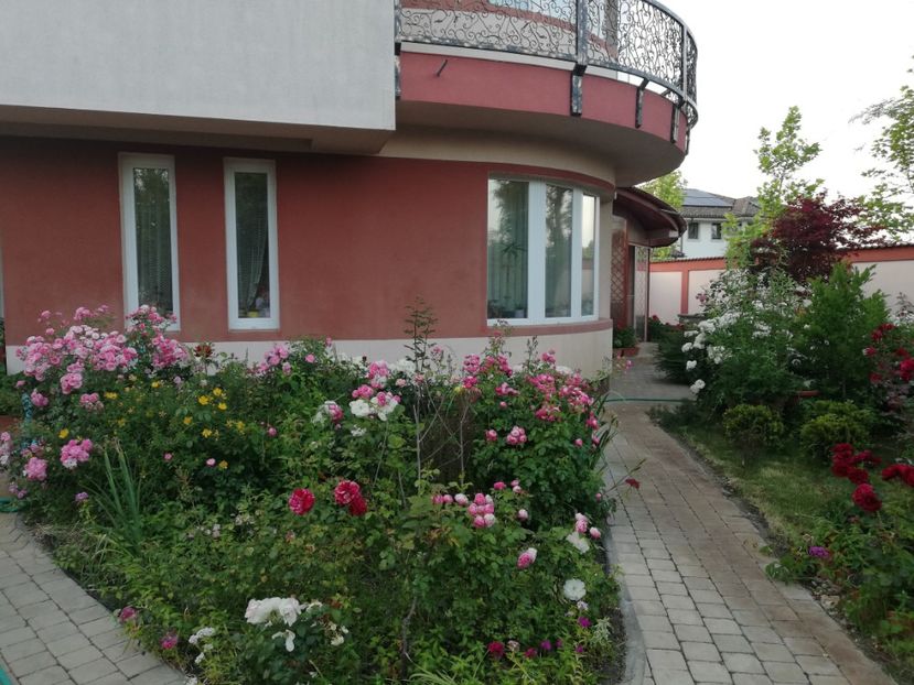  - Cum a evoluat gradina mea