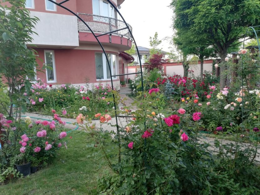  - Cum a evoluat gradina mea