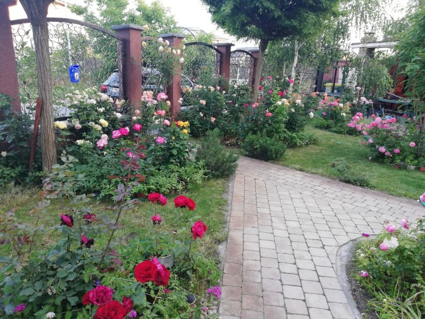  - Cum a evoluat gradina mea