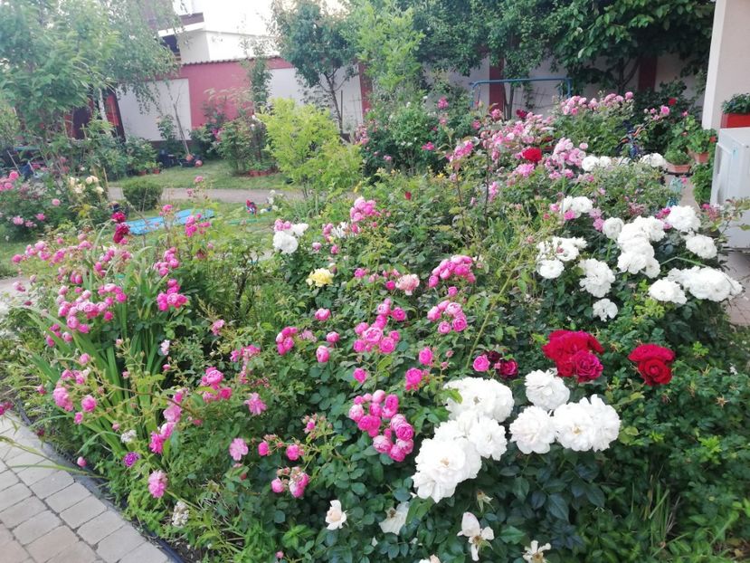  - Cum a evoluat gradina mea