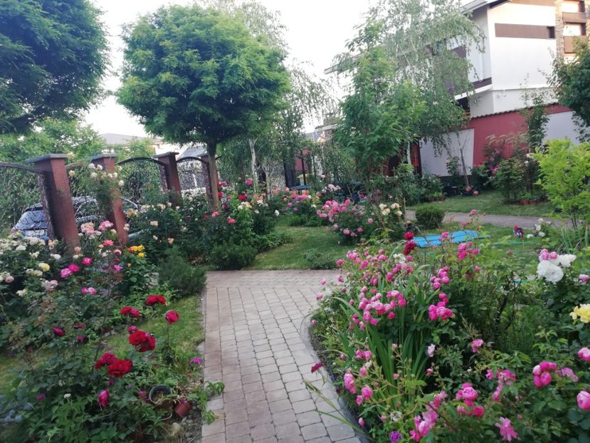  - Cum a evoluat gradina mea