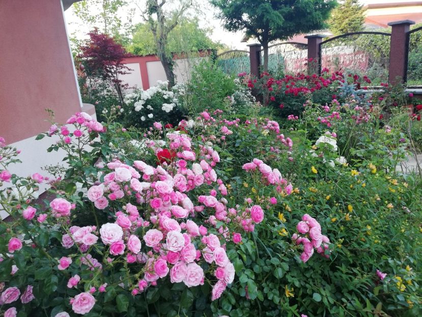  - Cum a evoluat gradina mea