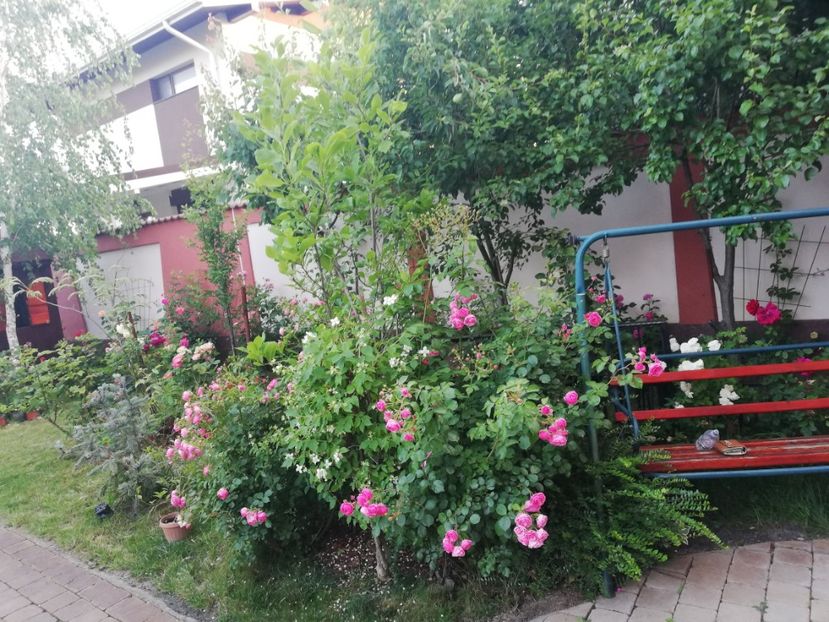  - Cum a evoluat gradina mea