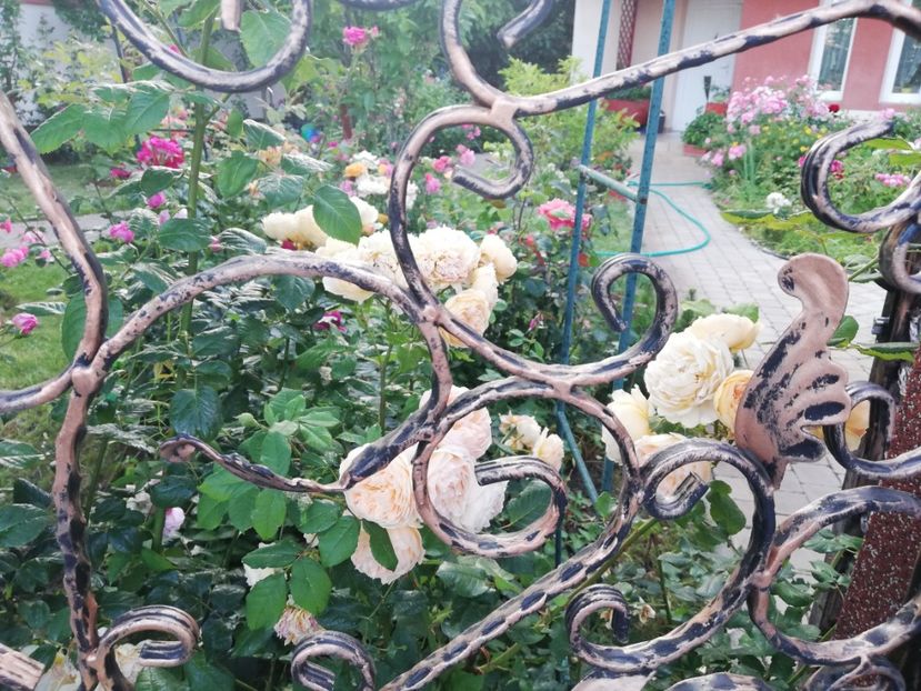  - Cum a evoluat gradina mea