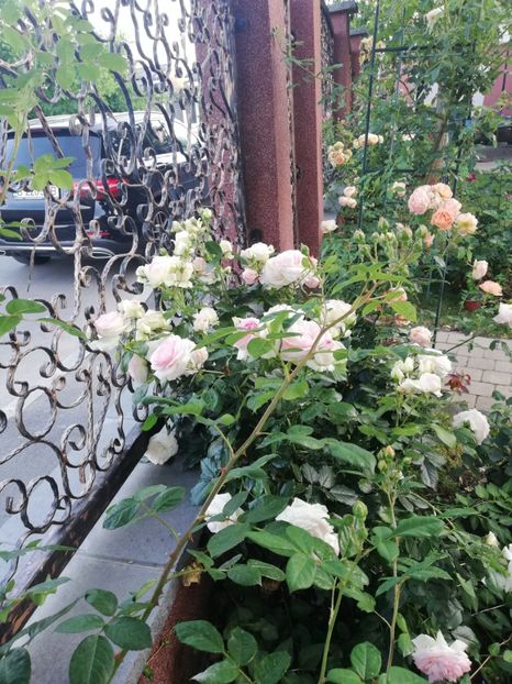  - Cum a evoluat gradina mea