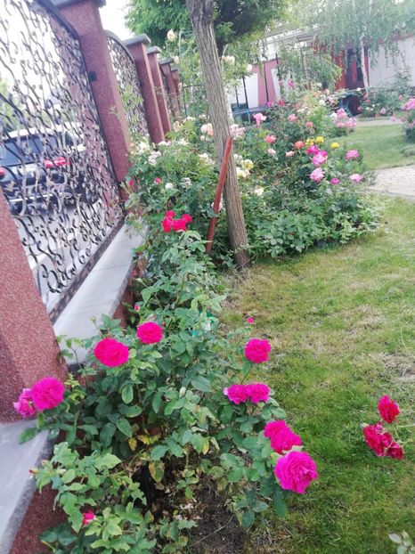  - Cum a evoluat gradina mea