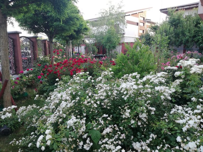  - Cum a evoluat gradina mea