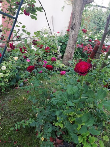  - Cum a evoluat gradina mea