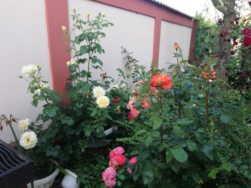  - Cum a evoluat gradina mea