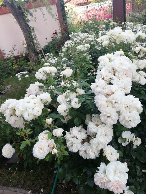  - Cum a evoluat gradina mea