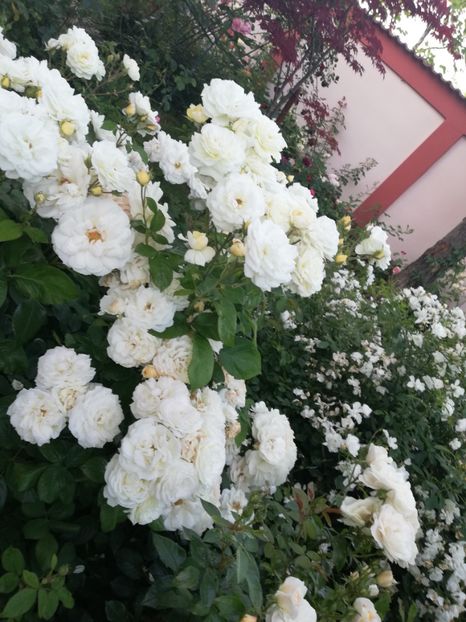  - Cum a evoluat gradina mea