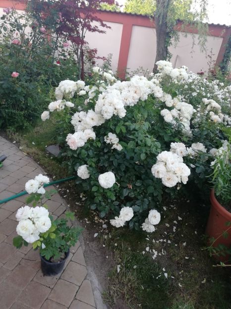  - Cum a evoluat gradina mea