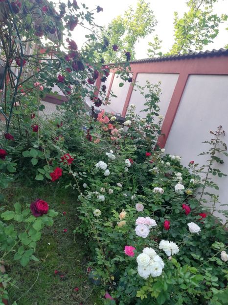  - Cum a evoluat gradina mea