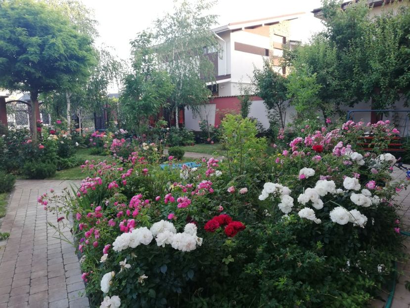  - Cum a evoluat gradina mea