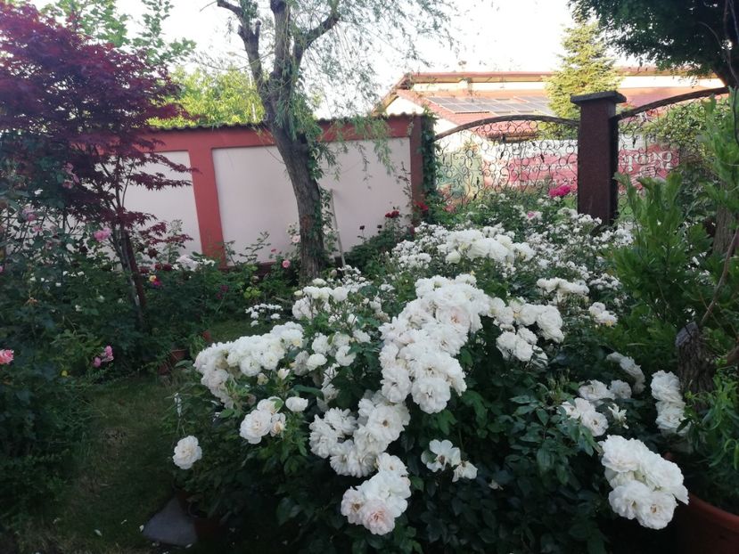  - Cum a evoluat gradina mea