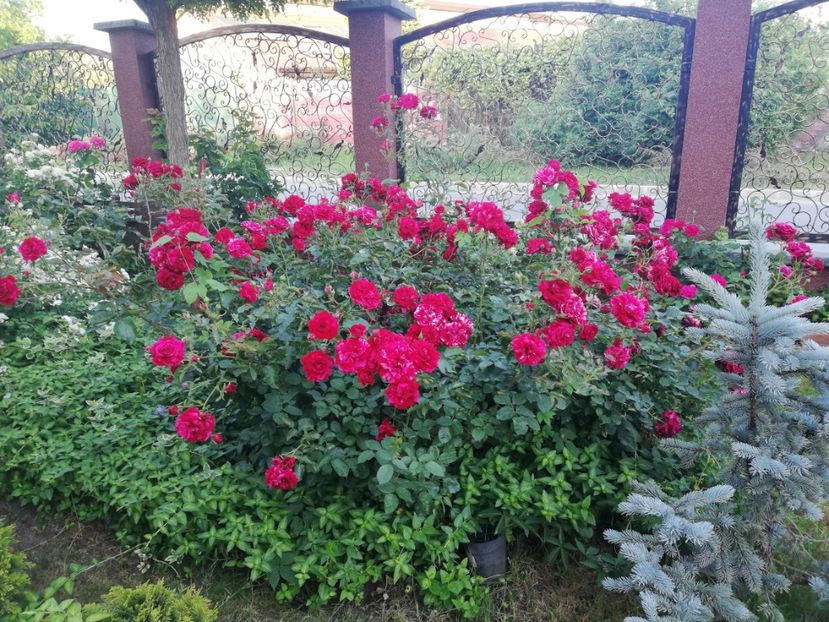  - Cum a evoluat gradina mea