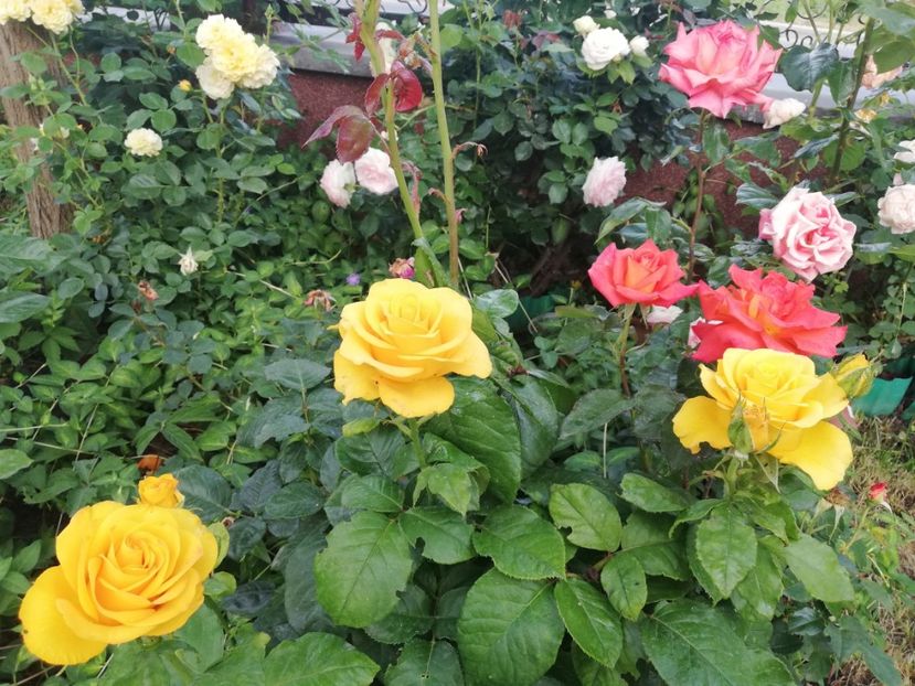  - Cum a evoluat gradina mea