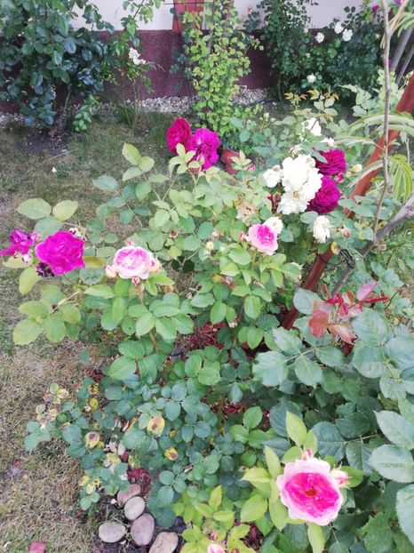  - Cum a evoluat gradina mea