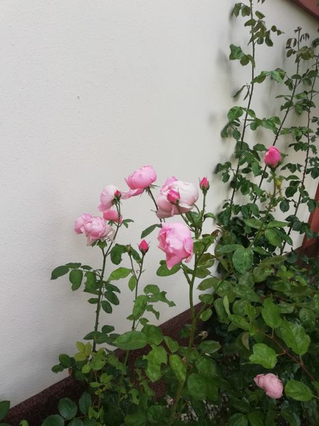  - Cum a evoluat gradina mea