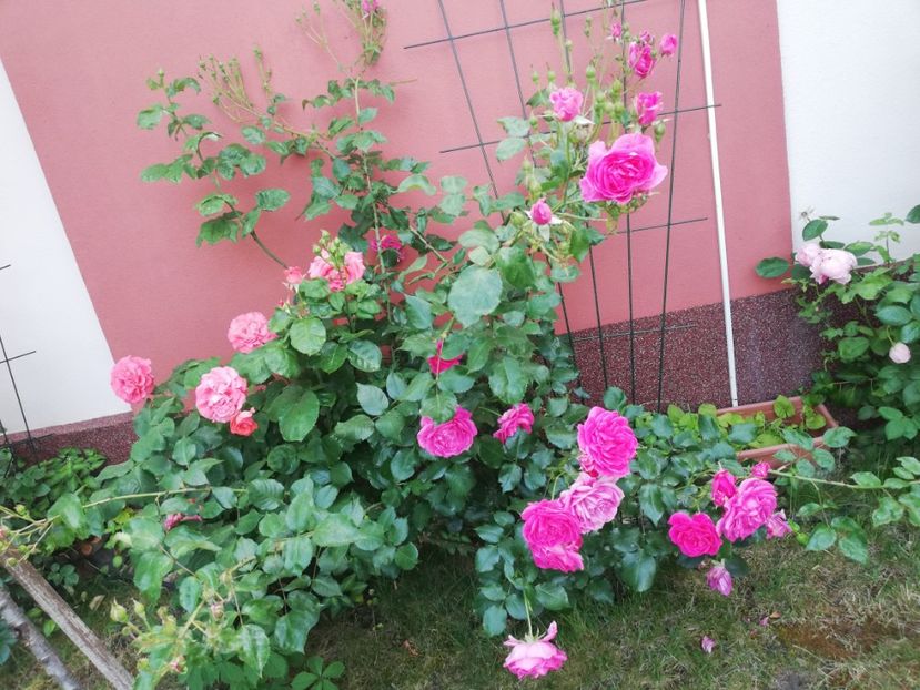  - Cum a evoluat gradina mea