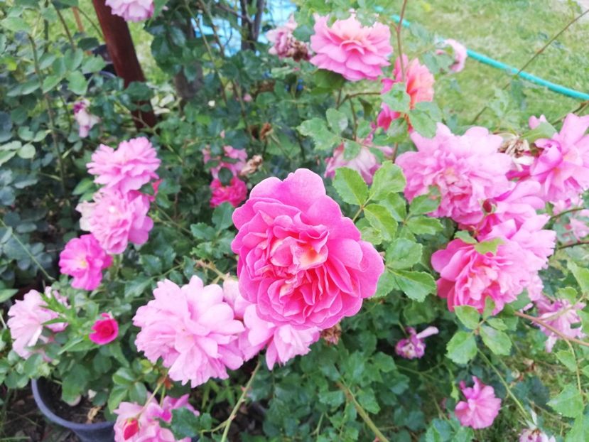  - Cum a evoluat gradina mea