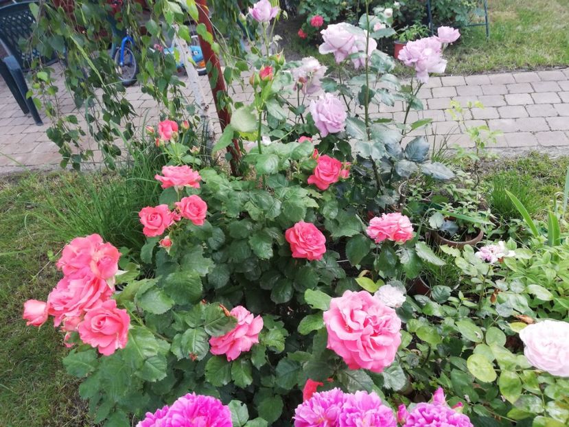  - Cum a evoluat gradina mea