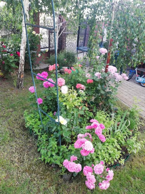  - Cum a evoluat gradina mea