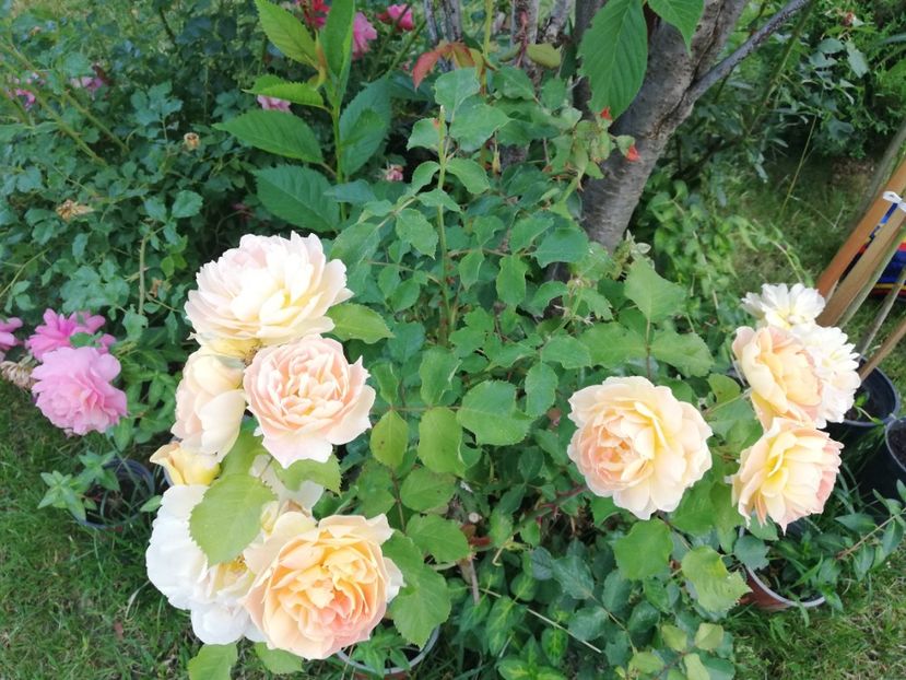  - Cum a evoluat gradina mea