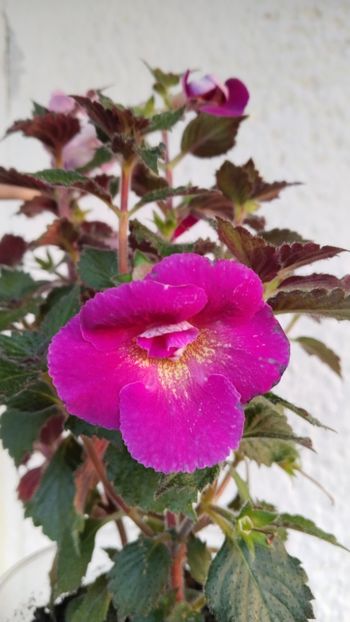  - 2024-Aurika s Raspberry Yolk
