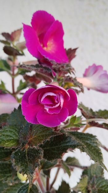  - 2024-Aurika s Raspberry Yolk
