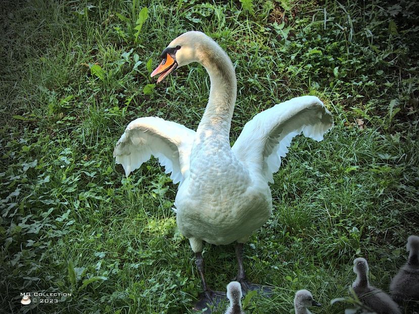 w-White Swan-Lebada alba7623_01 - PASARI - BIRDS