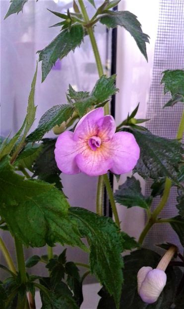  - 0000 ACHIMENES