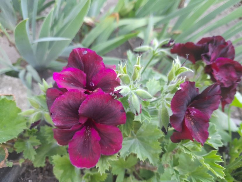  - 1 Bucurii nemuritoare 2023