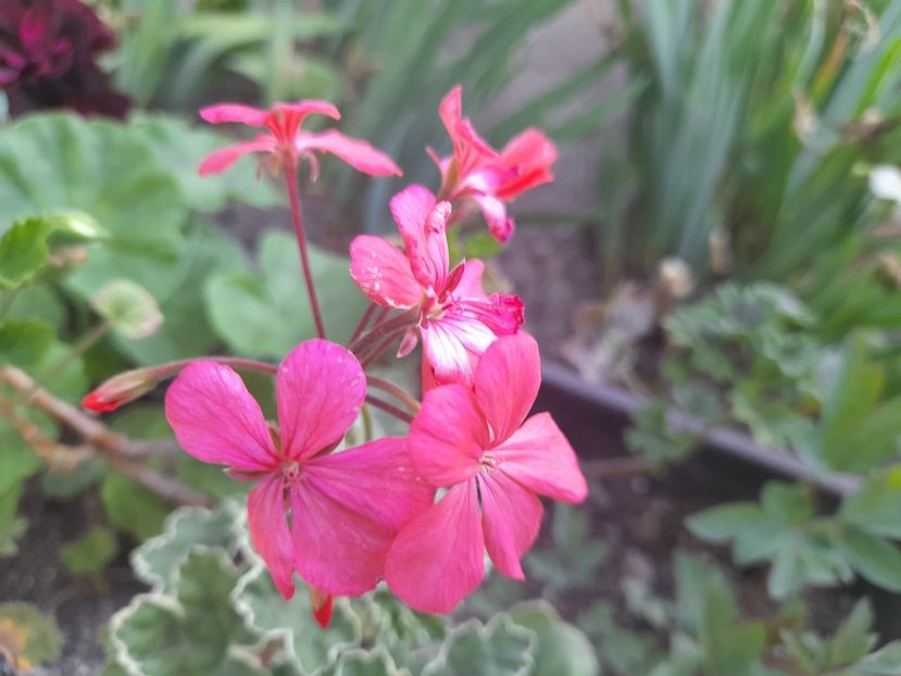  - 1 Bucurii nemuritoare 2023