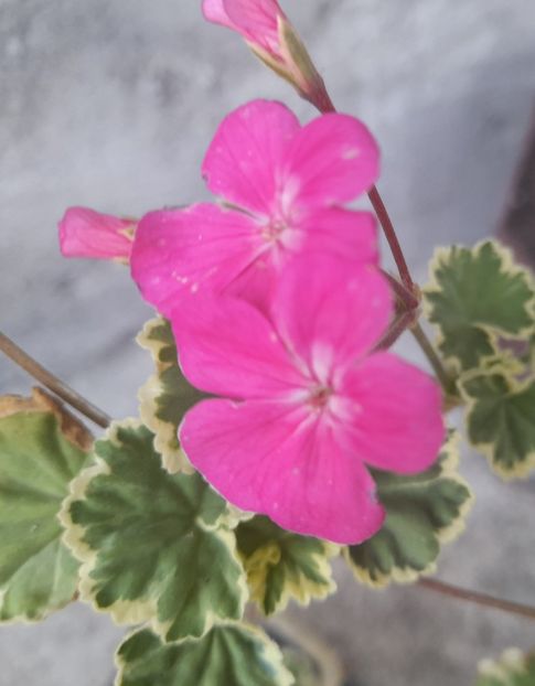  - 1 Bucurii nemuritoare 2023