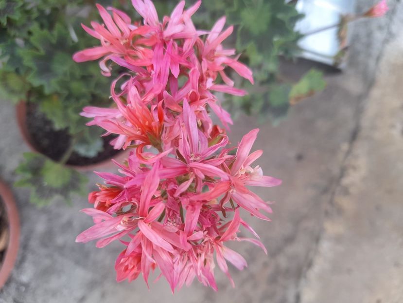  - 1 Bucurii nemuritoare 2023