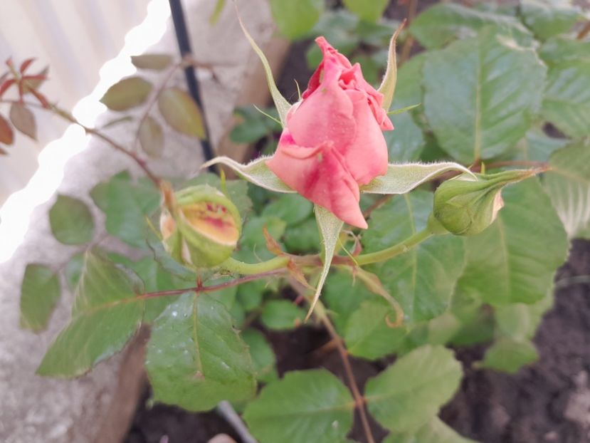 Rose de Tolbiac - Primul bobocel și prima floricică mult așteptată